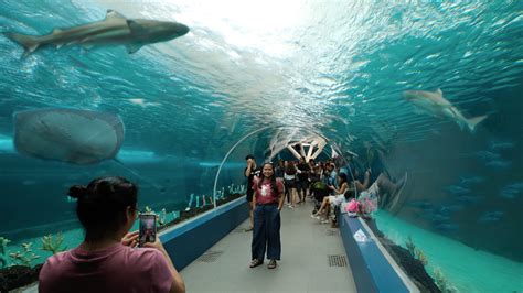 Cebu Ocean Park: The Largest Oceanarium in the Philippines.